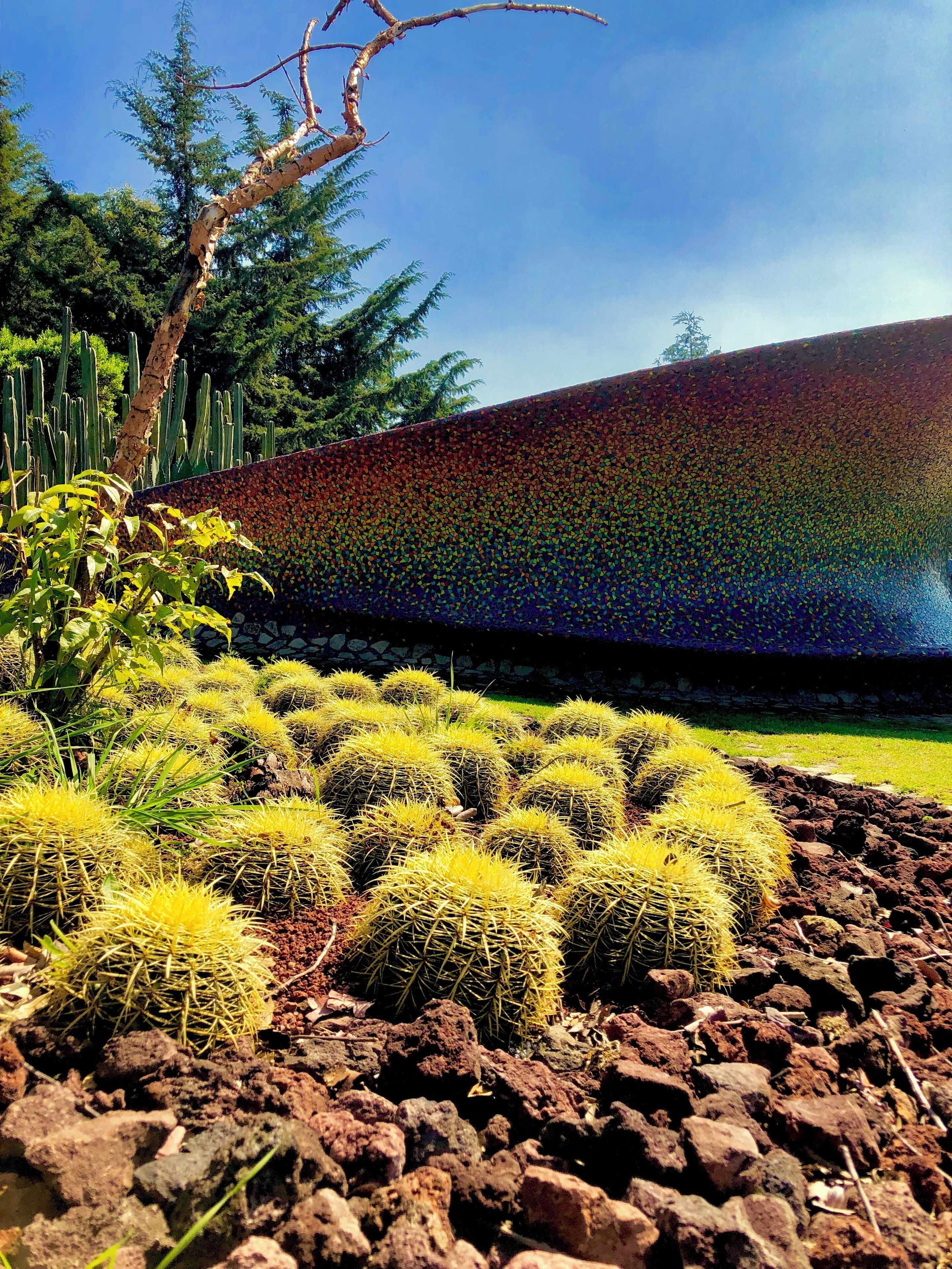 This parks will never stop giving surprises along the way #colours #park #nature #colors #rainbow #cactus