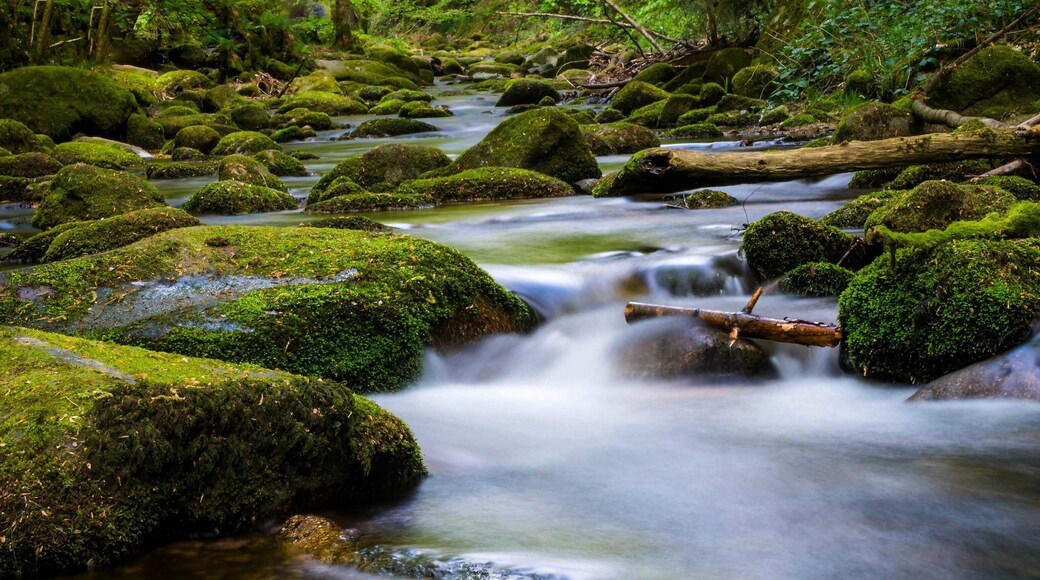 This is the river in The Black Forest in Baden Baden Germany.
#nature
#nature photo contest