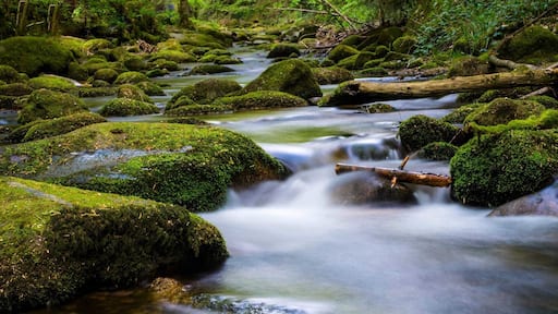 This is the river in The Black Forest in Baden Baden Germany.
#nature
#nature photo contest