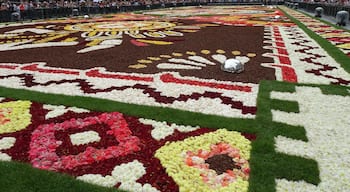 Every 2 years the Grand-Place in Brussels is covered with a flower carpet of begonias. The carpet of 77 m x 24 m is composed by about 120 volunteers, with more than 600.000 begonias. The 2018 theme of the flower carpet is Mexico. The carpet is dedicated to Guanajuato, a Mexican region with a particularly rich floral culture and tradition.
Next edition: August 2020. #Culture