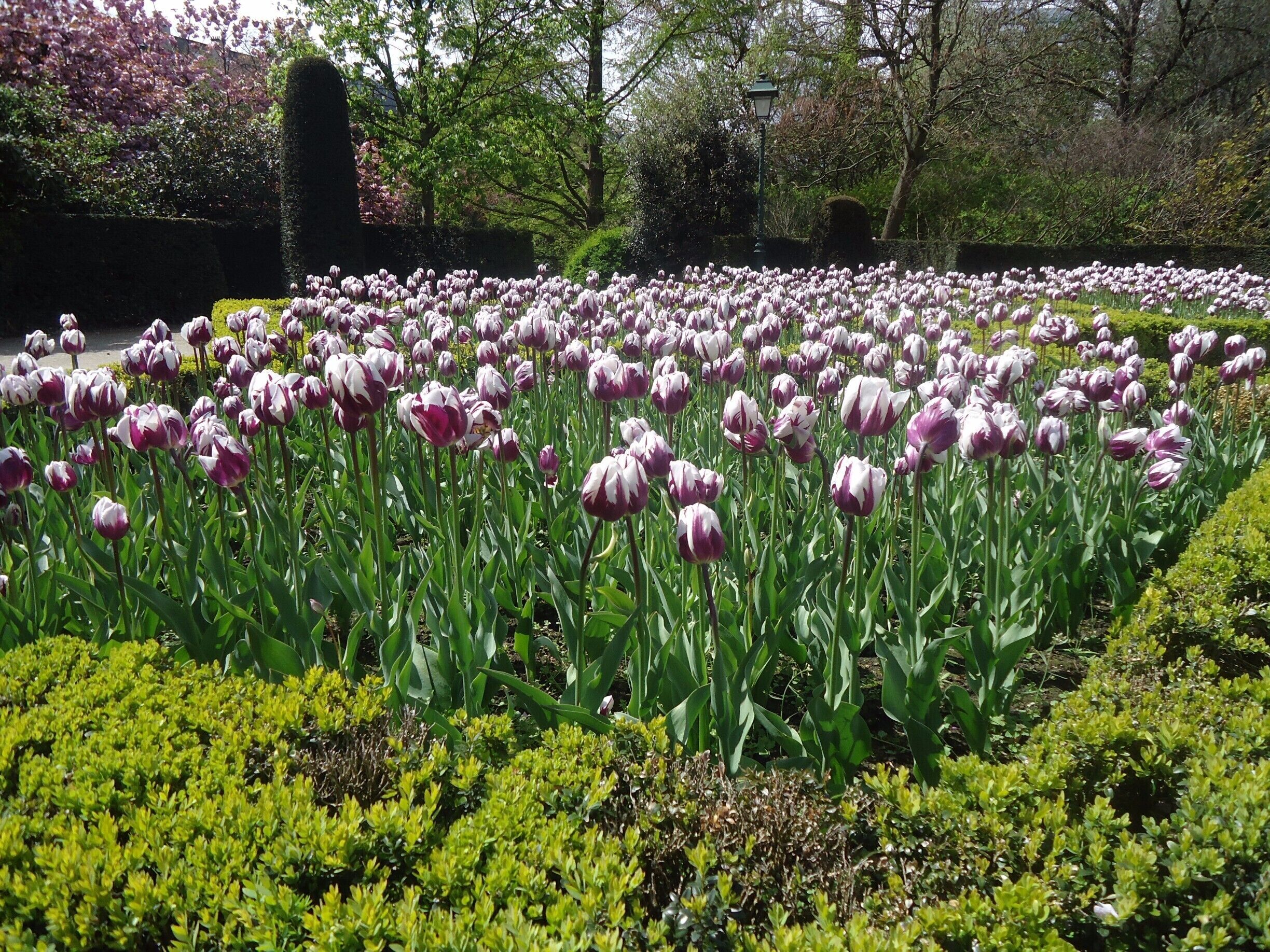 Love the tulips!