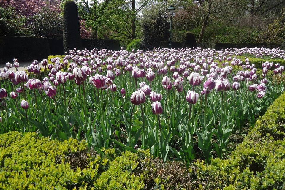A large field of purple and white tulips in a park.