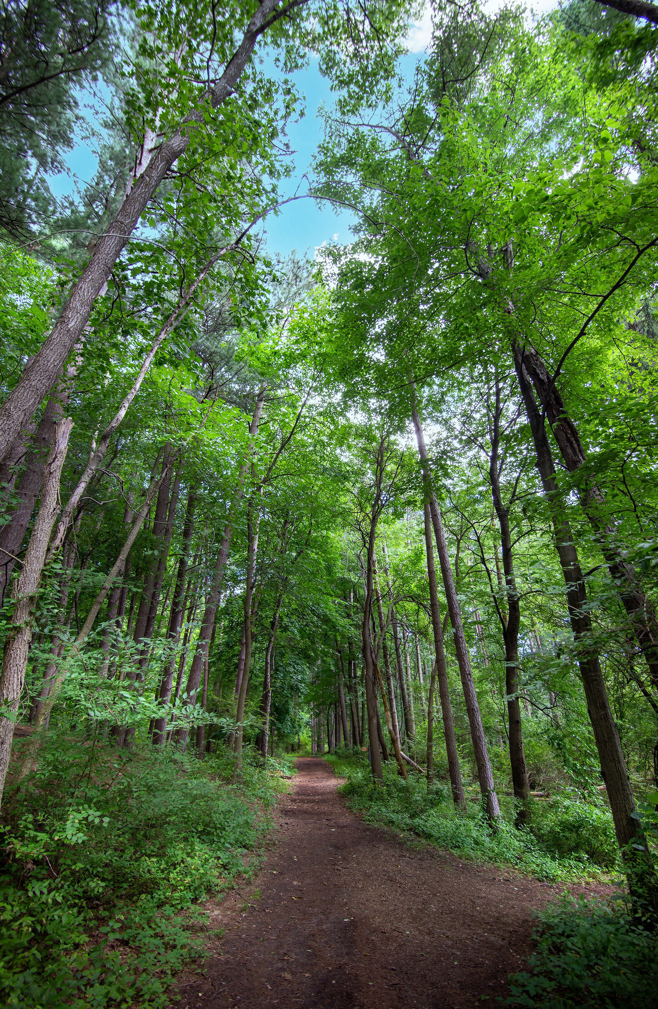 Under a canopy of tall trees, a path is sunlit, leading through the forest on a summer day on Drummond Island, Michigan.
