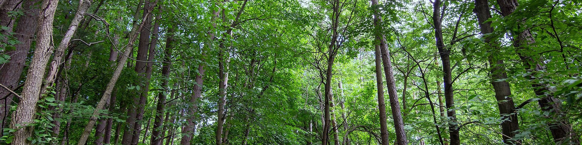Under a canopy of tall trees, a path is sunlit, leading through the forest on a summer day on Drummond Island, Michigan.