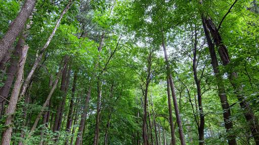 Under a canopy of tall trees, a path is sunlit, leading through the forest on a summer day on Drummond Island, Michigan.
