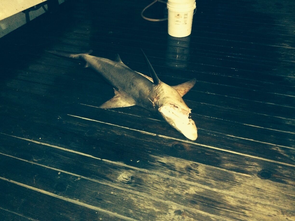 Shark cast aside from one of the charter fishing boats out at harborwalk in Destin Florida 
