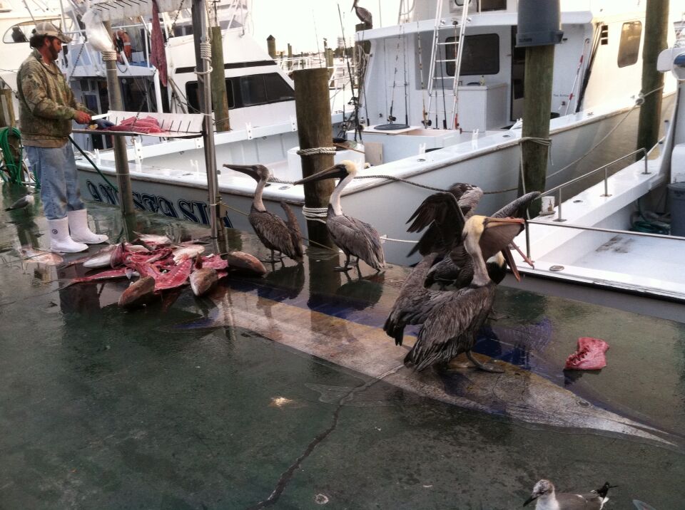 Pelican frenzy over the fresh catch