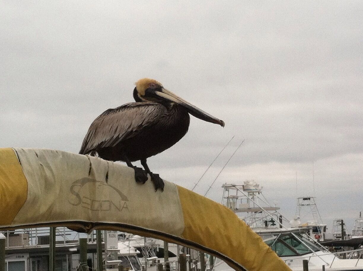 Visitor waiting for scraps