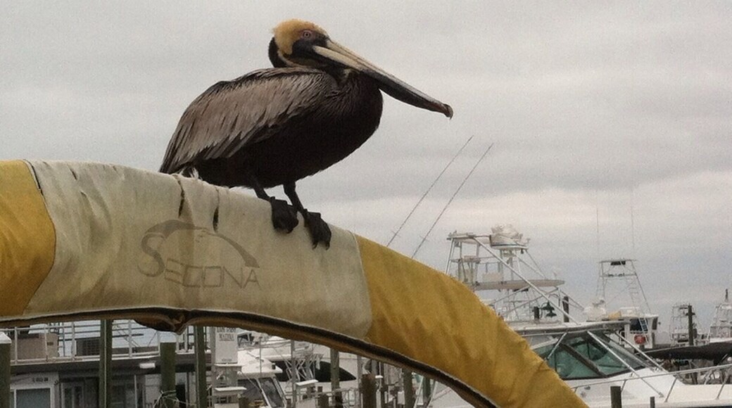 Visitor waiting for scraps