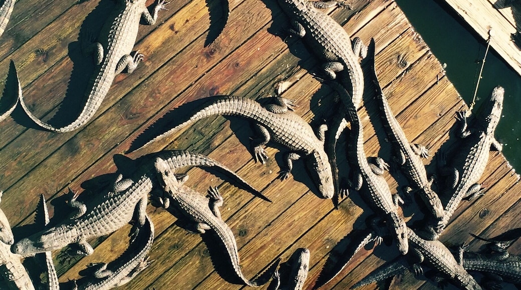 Now that is a pile of gators! #roadtrip