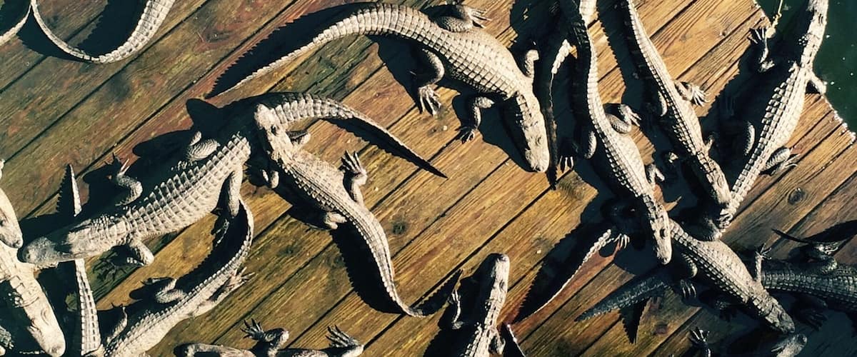 Now that is a pile of gators! #roadtrip