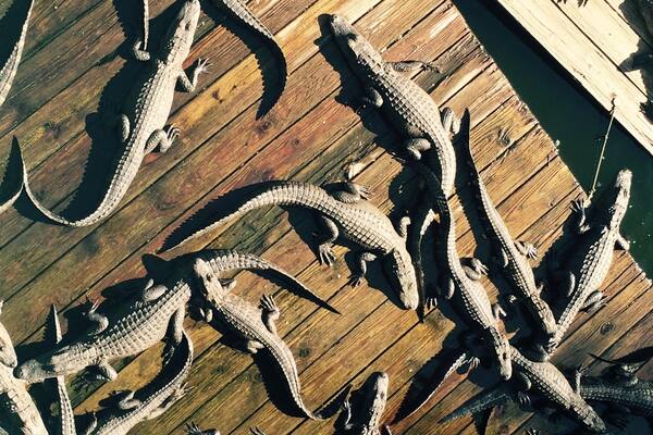 Now that is a pile of gators! #roadtrip