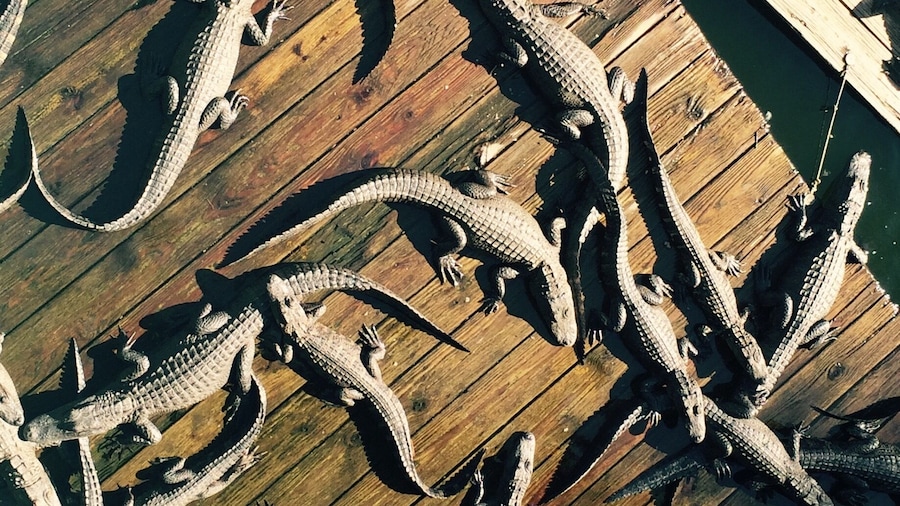 Now that is a pile of gators! #roadtrip