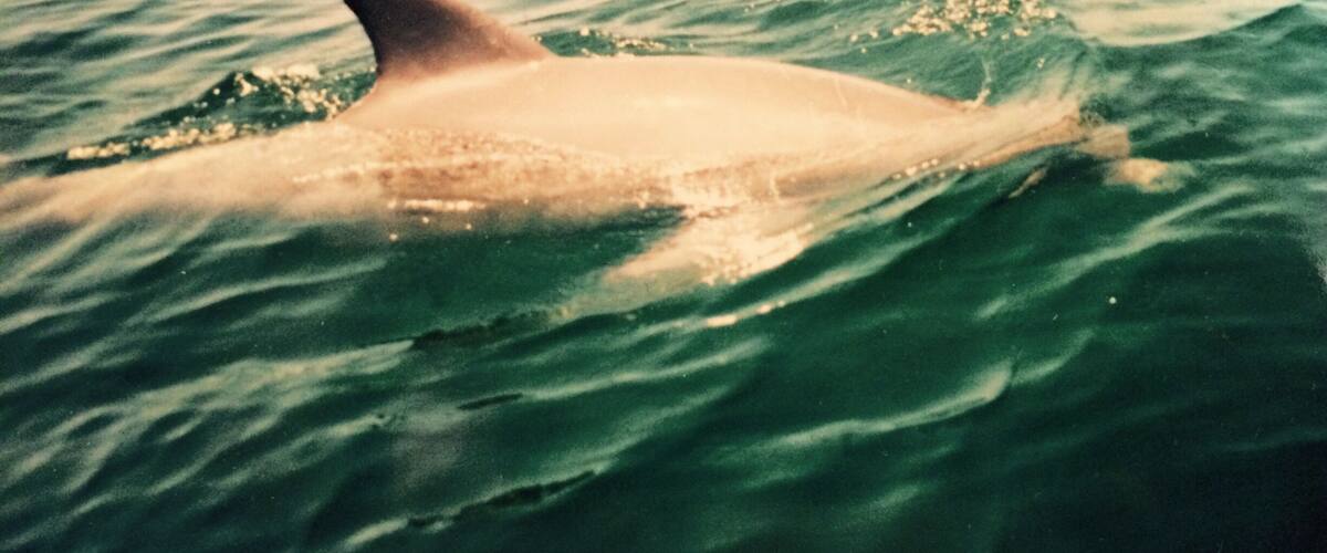 Dolphin sighting out in the east pass #gulfofmexico #destin