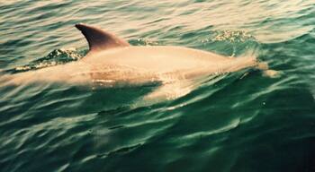 Dolphin sighting out in the east pass #gulfofmexico #destin