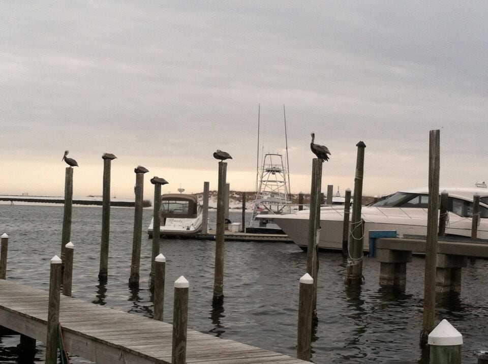Pelicans hanging out waiting for the boats to come in