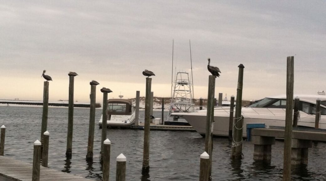 Pelicans hanging out waiting for the boats to come in