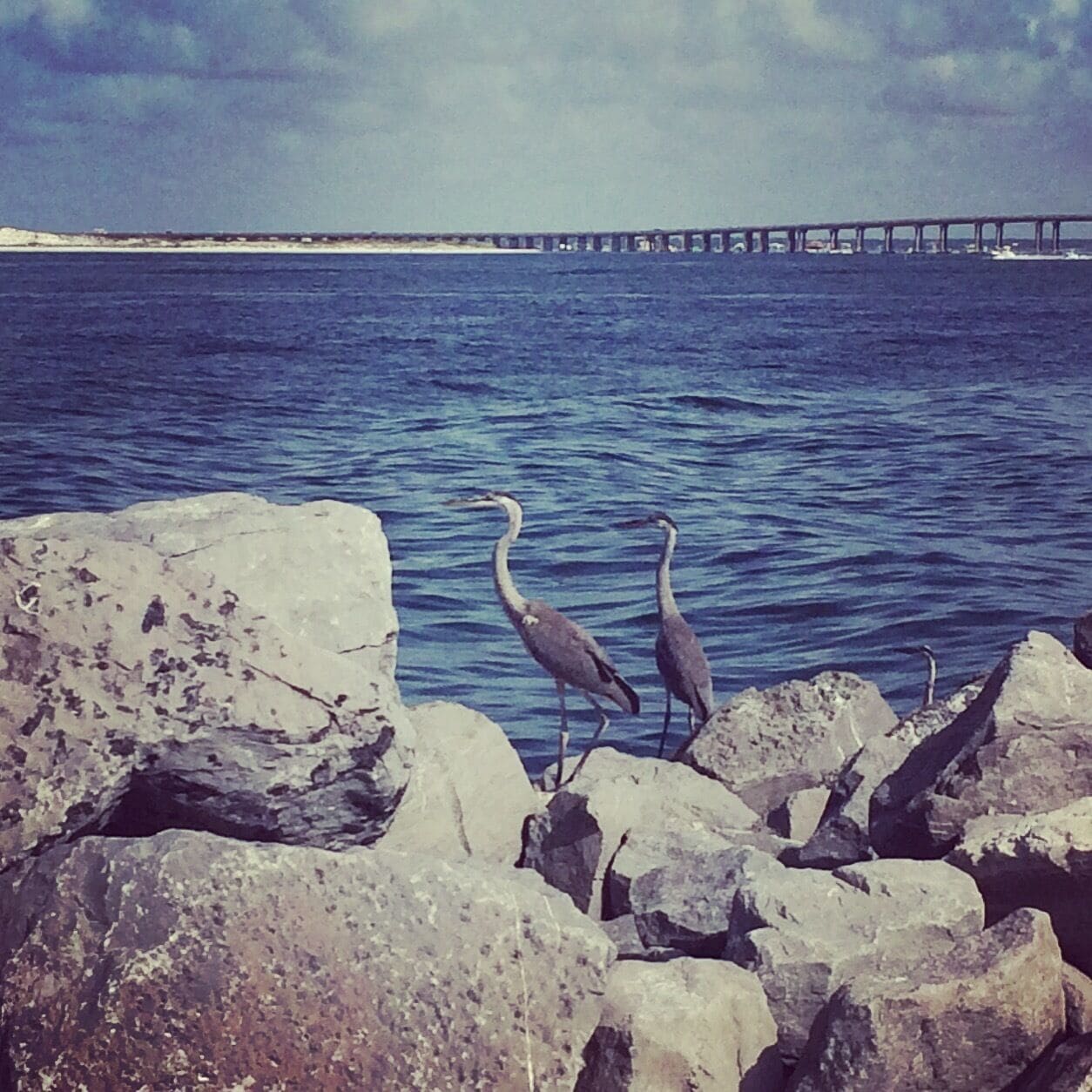 Just two cranes hangin' out on the beach :) #beach 