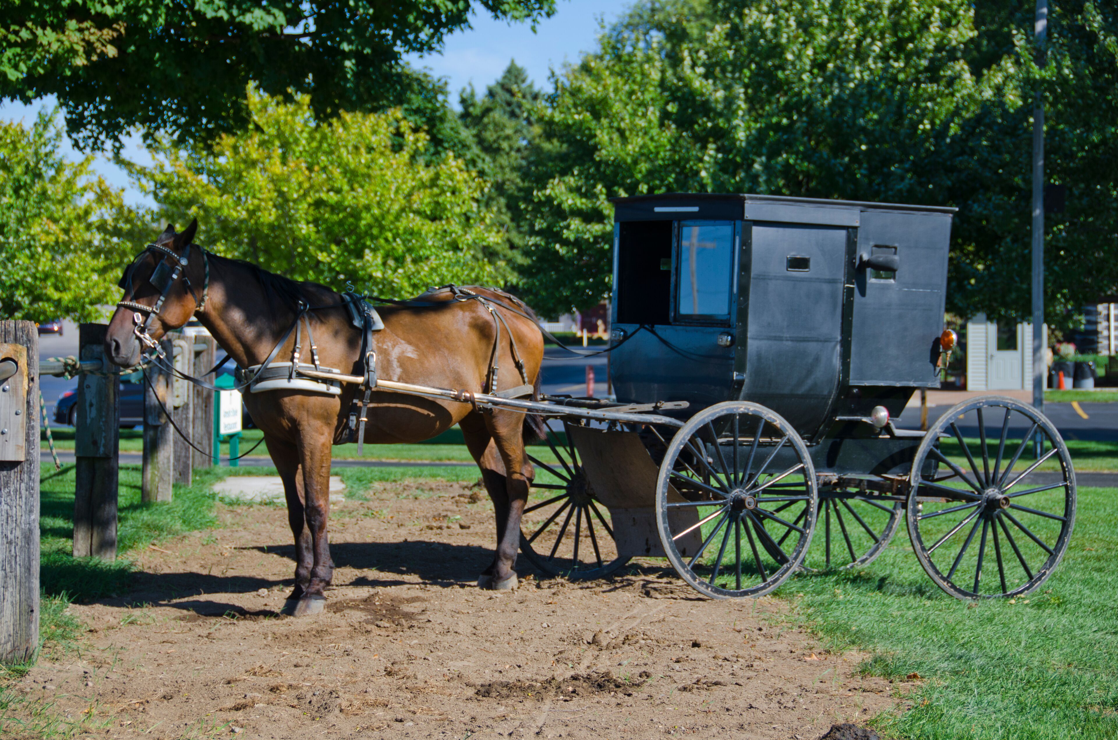 Amish Horse and Buggy