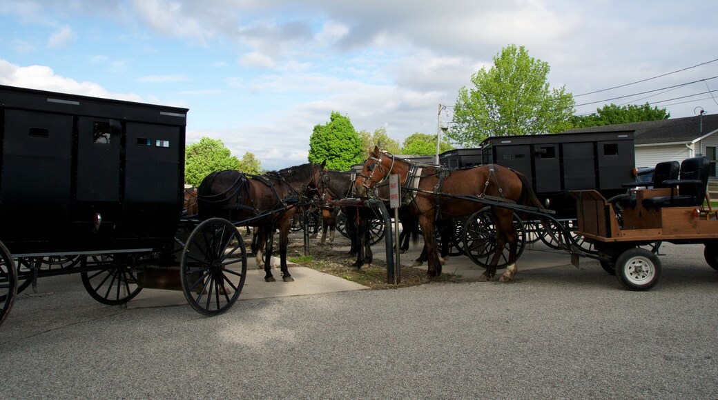 MIDDLEBURY, INDIANA, UNITED STATES - MAY 22nd, 2018: View of amish carriage along the city, known for simple living with touch of nature contacy, plain dress, and reluctance to adopt conveniences of