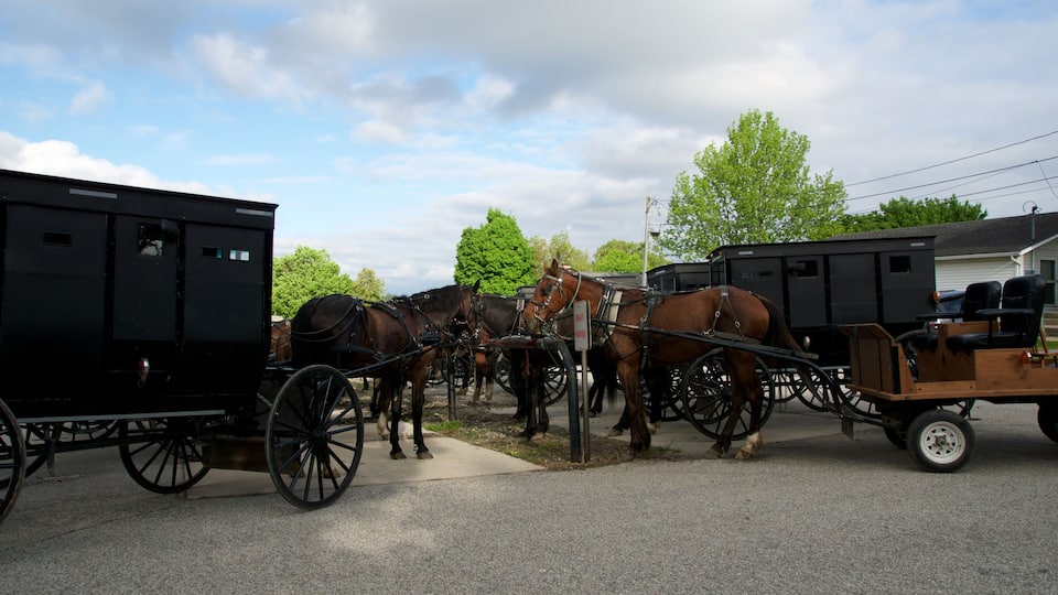 A black carriage with two horses tied to it, parked on a street.
