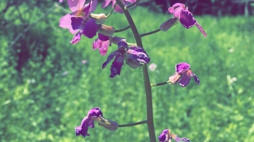 could have used another 2 days to look through every room and all the neighboring outbuildings/houses. fuck vandals for making places like this gem illegal to appreciate - 🏰 “The Castle On The Hill”