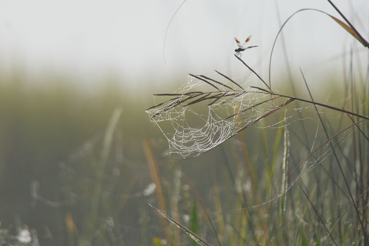 Glistening spiderwebs can be seen hanging from marsh grass on a dewy morning. Louisiana marshes are filled with abundant life throughout the mornings, mid day, and evenings.