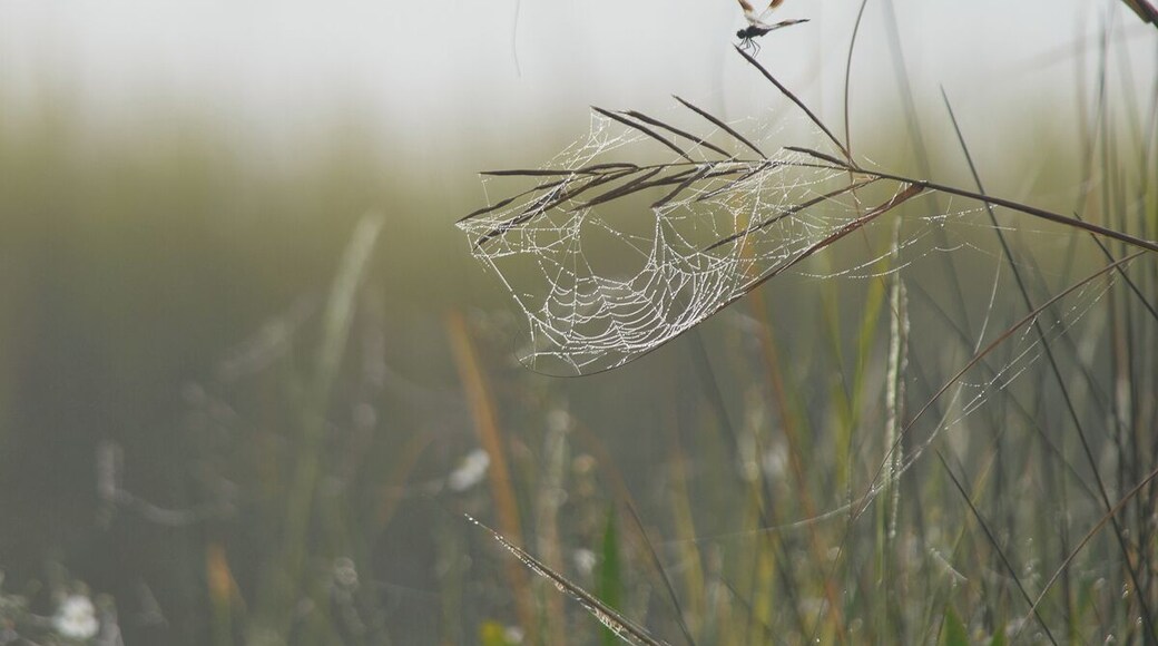 Glistening spiderwebs can be seen hanging from marsh grass on a dewy morning. Louisiana marshes are filled with abundant life throughout the mornings, mid day, and evenings.