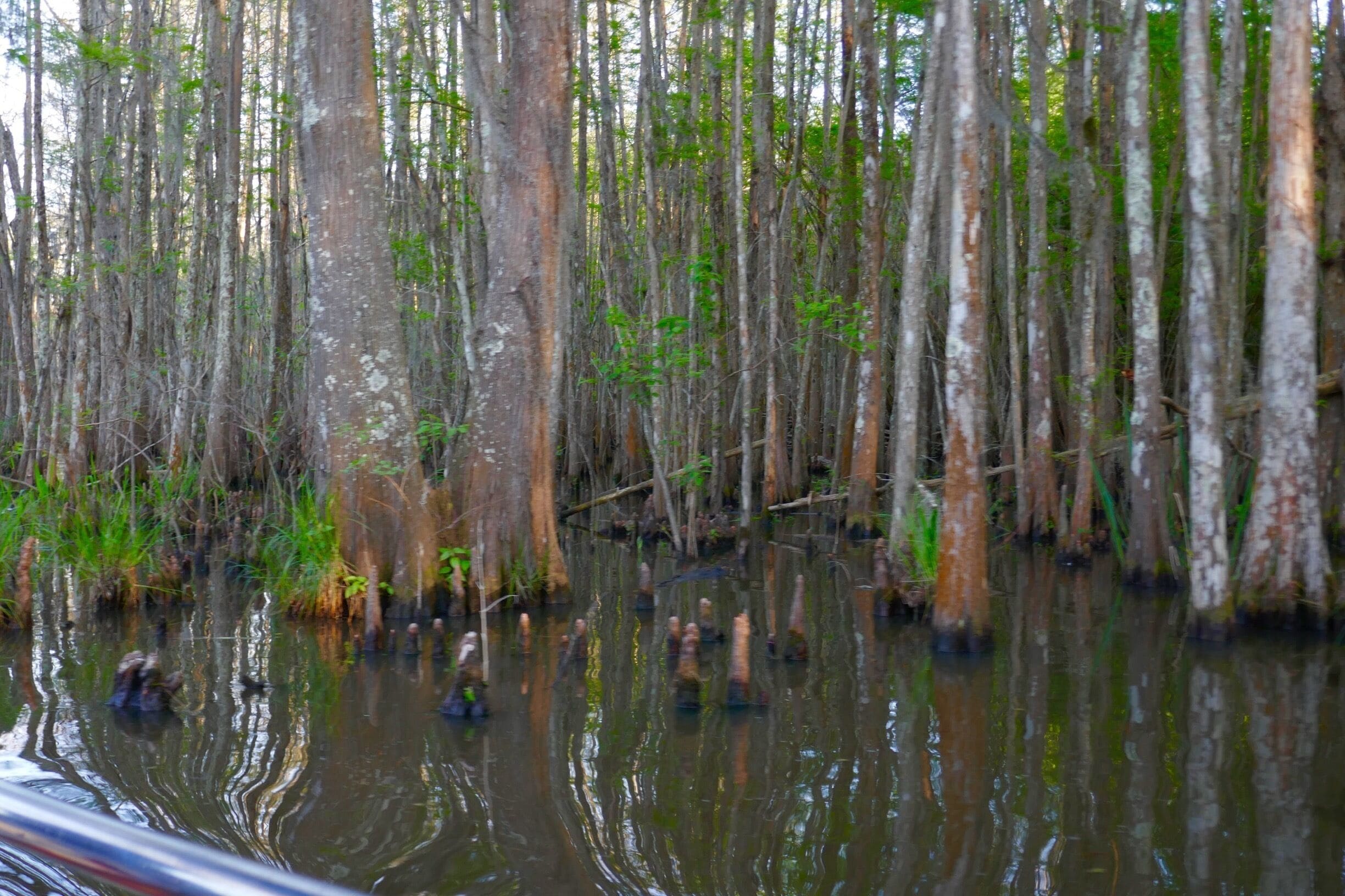 Cypress "babies" aka roots