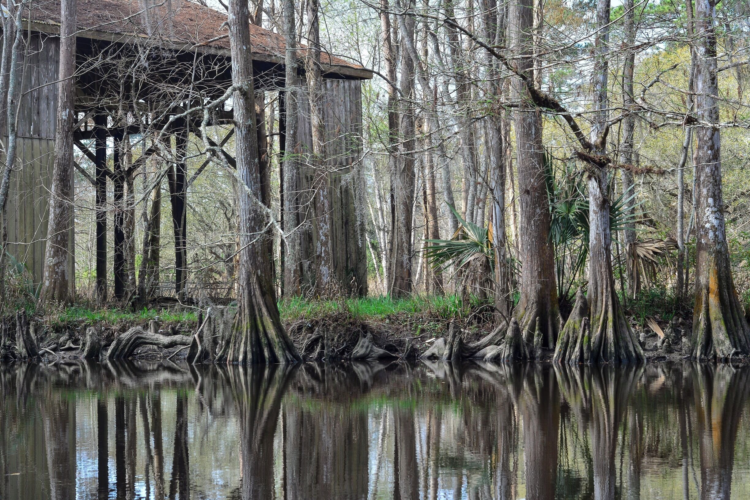 Barn and Cypress at Bayou Liberty, Slidell, La.