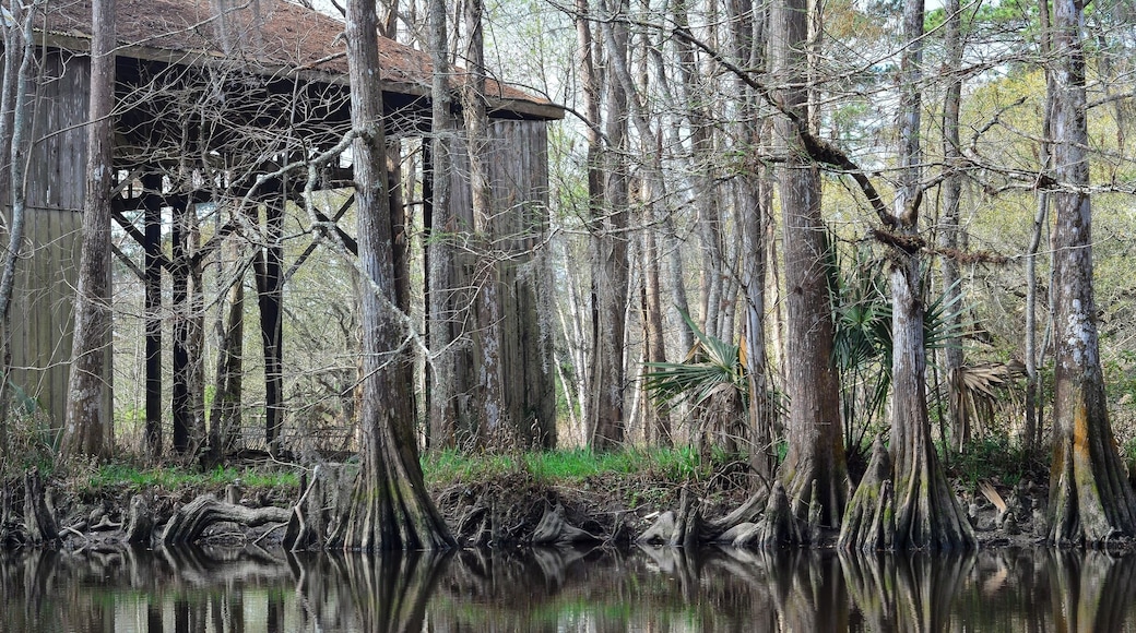Barn and Cypress at Bayou Liberty, Slidell, La.