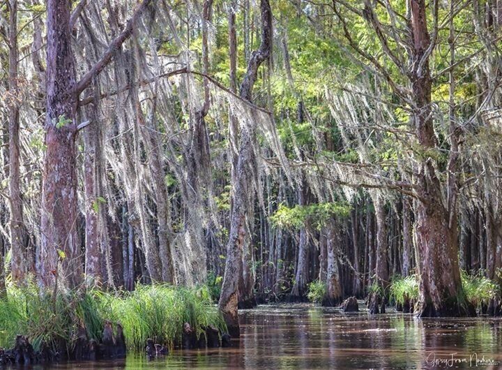 If you ever decide to go on a swamp tour in Louisiana make sure you bring your camera