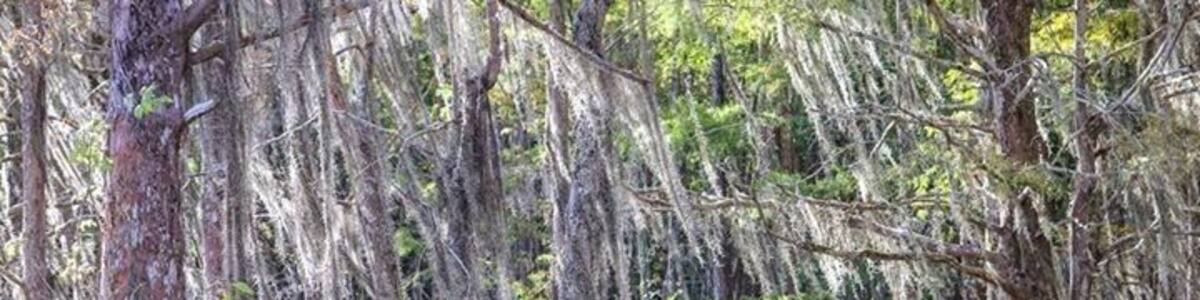 If you ever decide to go on a swamp tour in Louisiana make sure you bring your camera