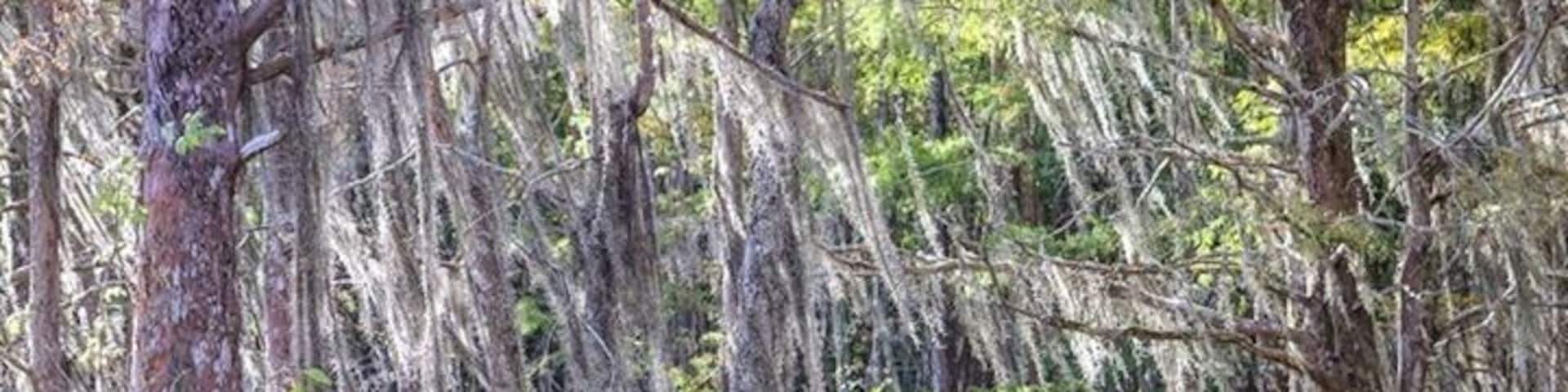If you ever decide to go on a swamp tour in Louisiana make sure you bring your camera