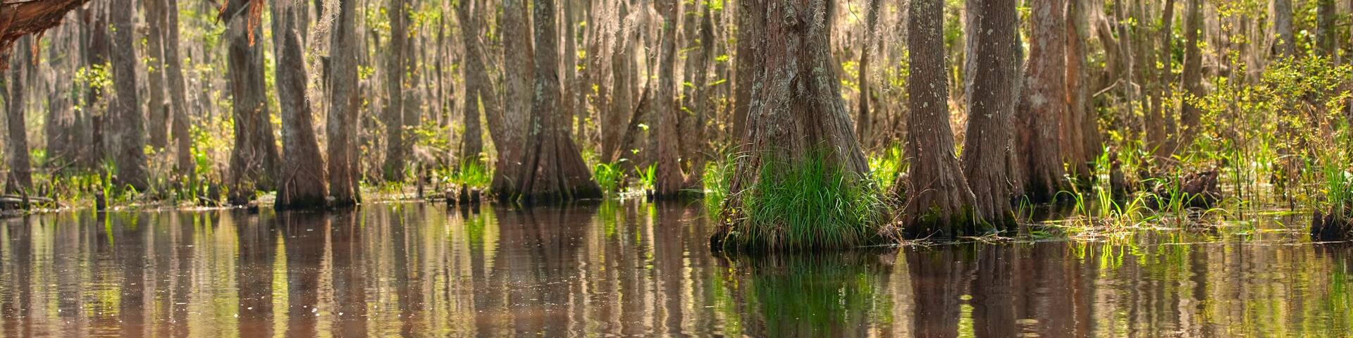 Honey Island Swamp in White Kitchen Nature Preserve