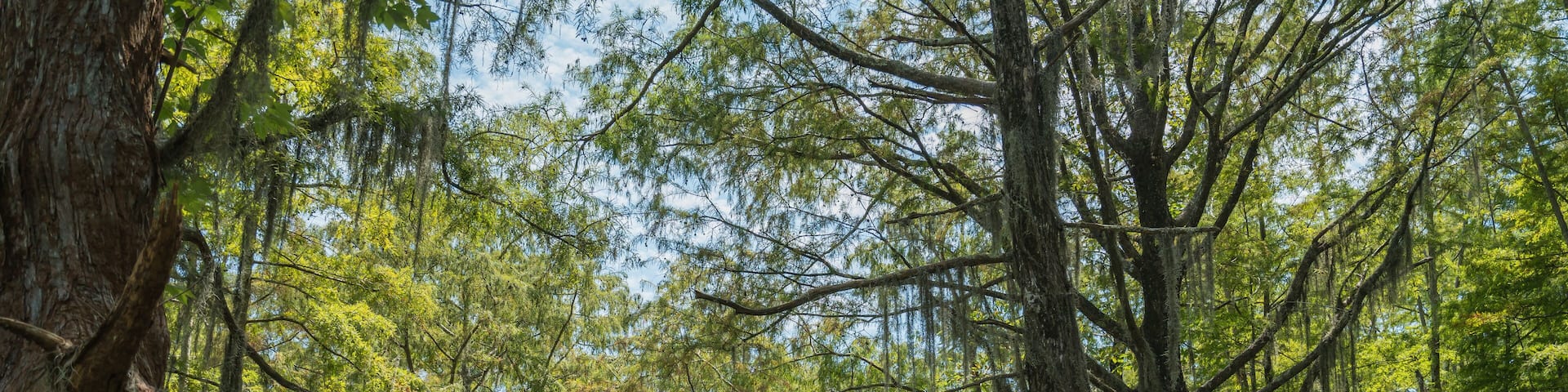 The Bayou landscape of Honey Island Swamp, Slidell, louisiana