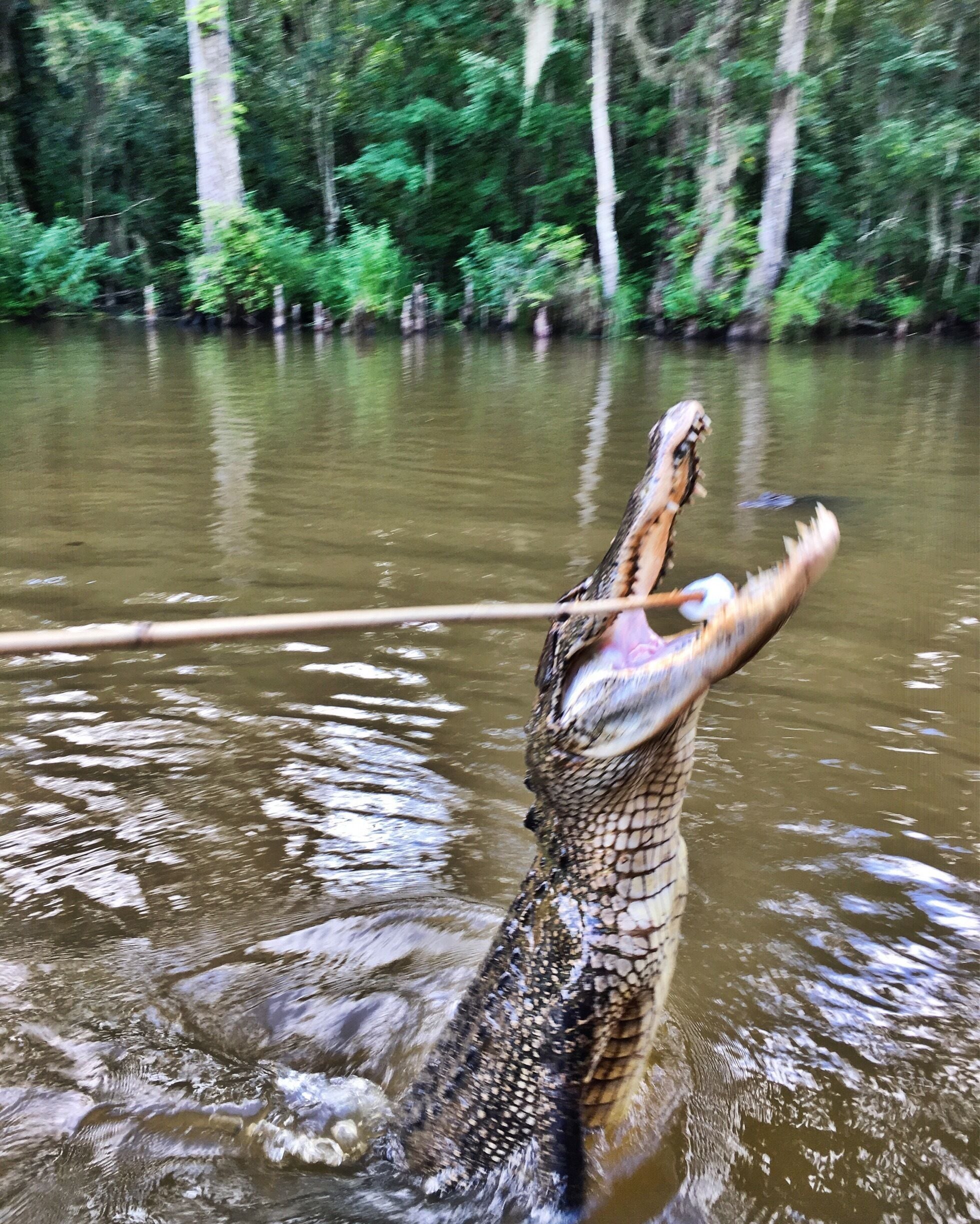 A crocodile in water with its mouth open, surrounded by greenery.