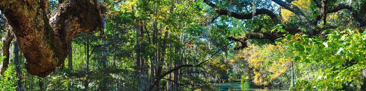 Un marais paisible où l’on peut admirer un plan d’eau limpide qui reflète les arbres et le ciel.