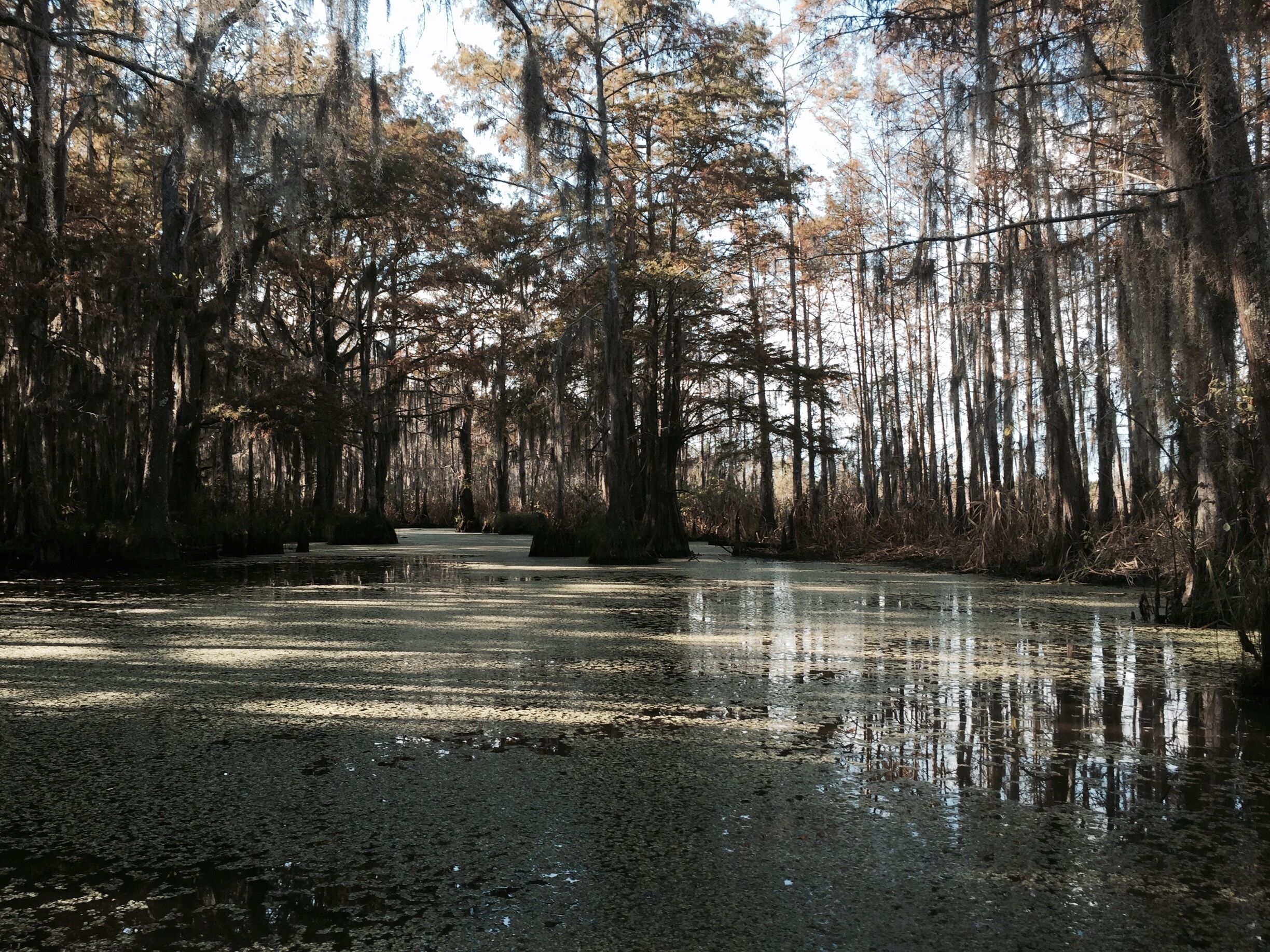 A swampy area with tall trees and a calm water body.