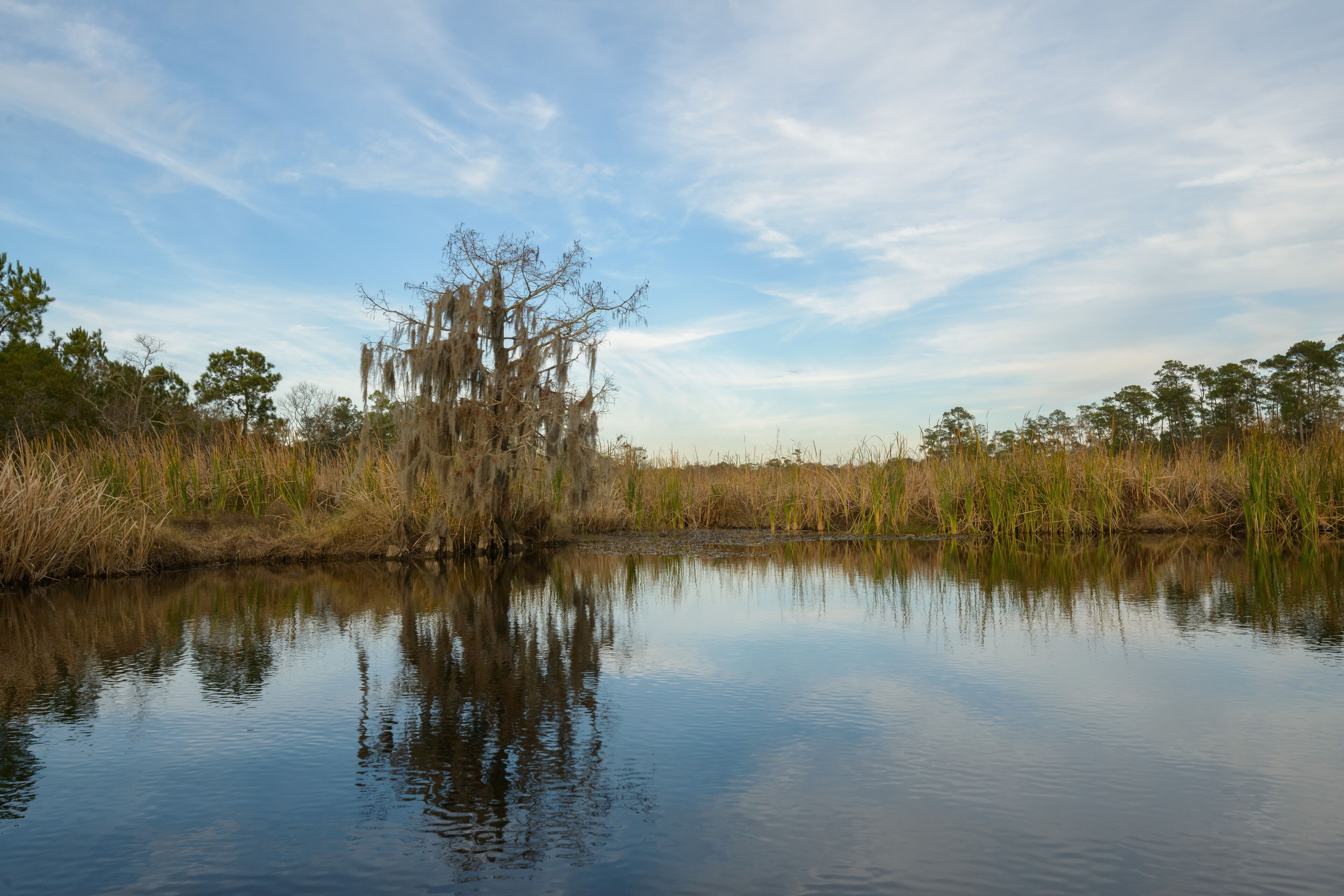 Tree covered in Spanish moss on the banks of a Bayou in Slidell LA. December 2023