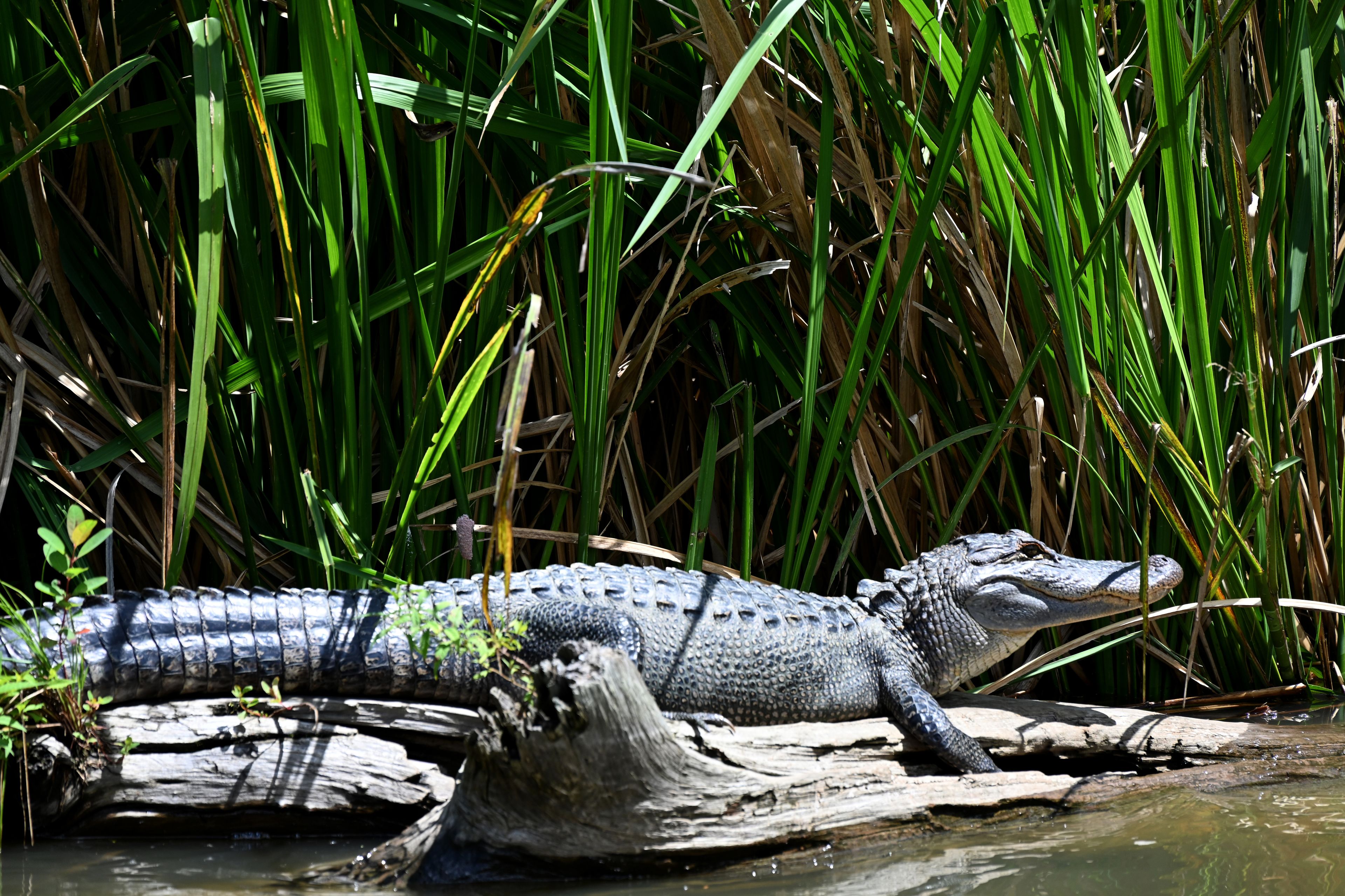 An alligator resting on a log surrounded by dense green vegetation.