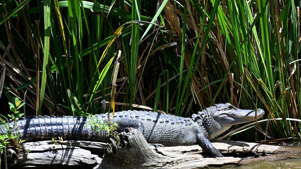 An alligator resting on a log surrounded by dense green vegetation.