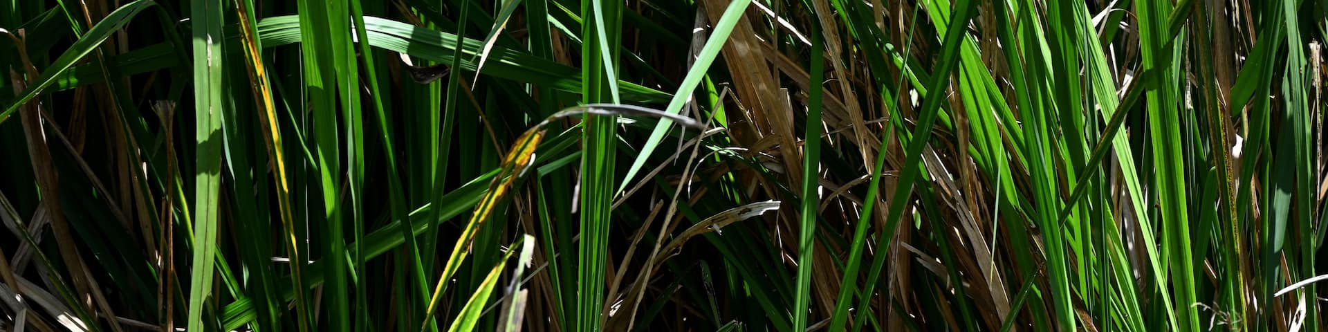 An alligator resting on a log surrounded by dense green vegetation.