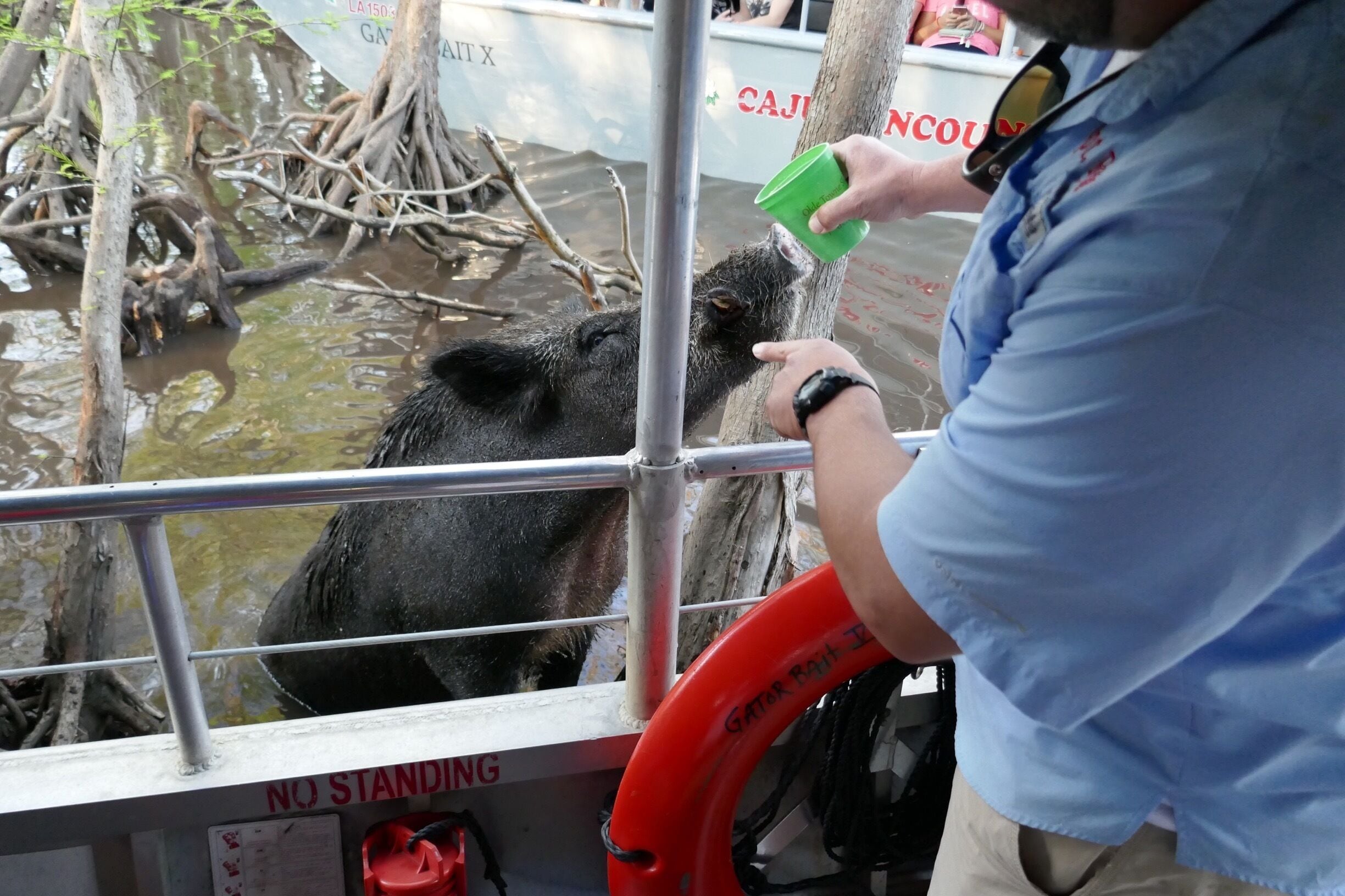 Feeding the family of pigs living in the swamp...