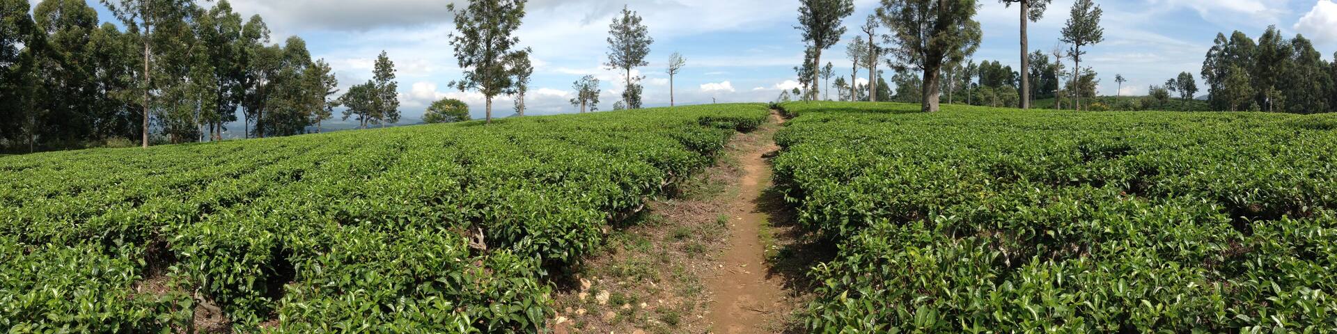 Path through the tea plantation
