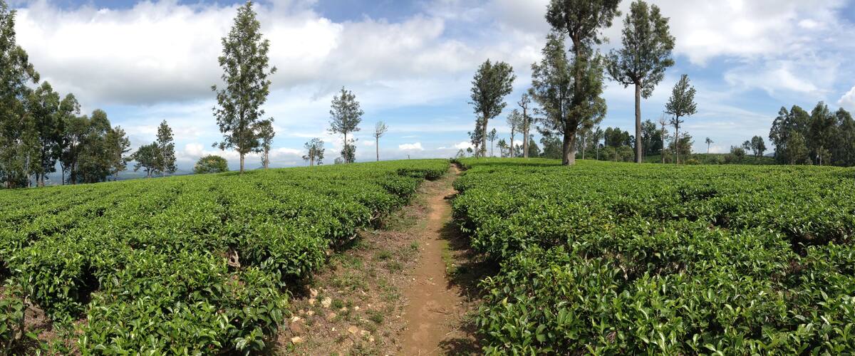 A tea plantation with rows of tea plants and a dirt path leading through it, surrounded by trees.