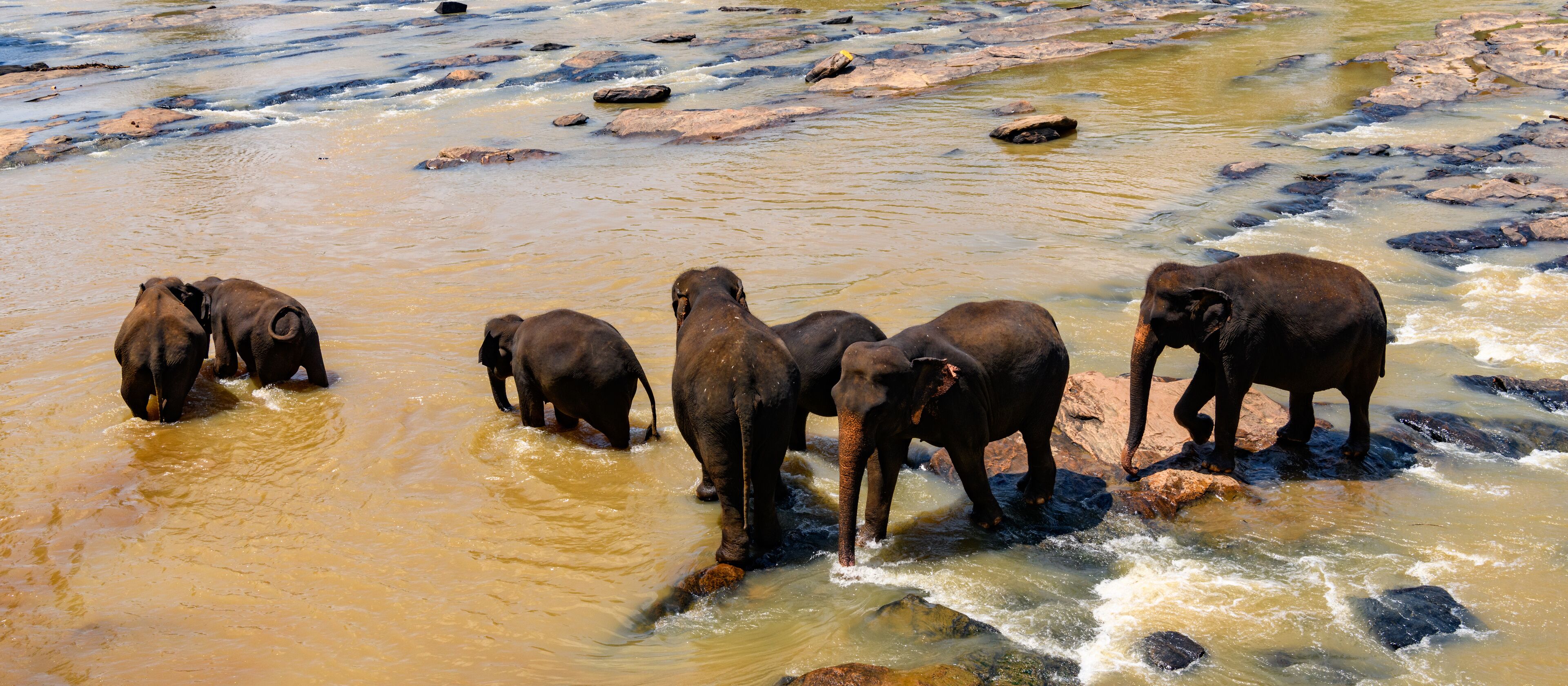 Flock of the Asian elephants in wilderness, Sri Lanka
