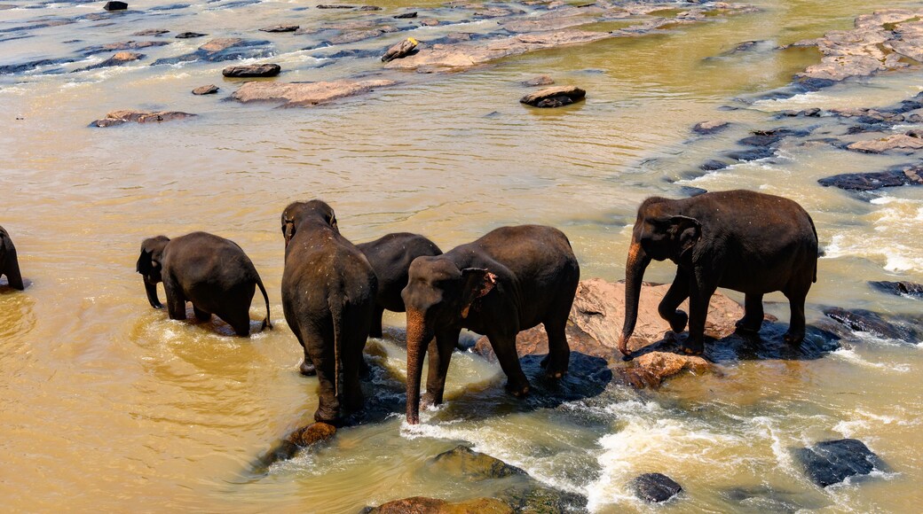 Flock of the Asian elephants in wilderness, Sri Lanka