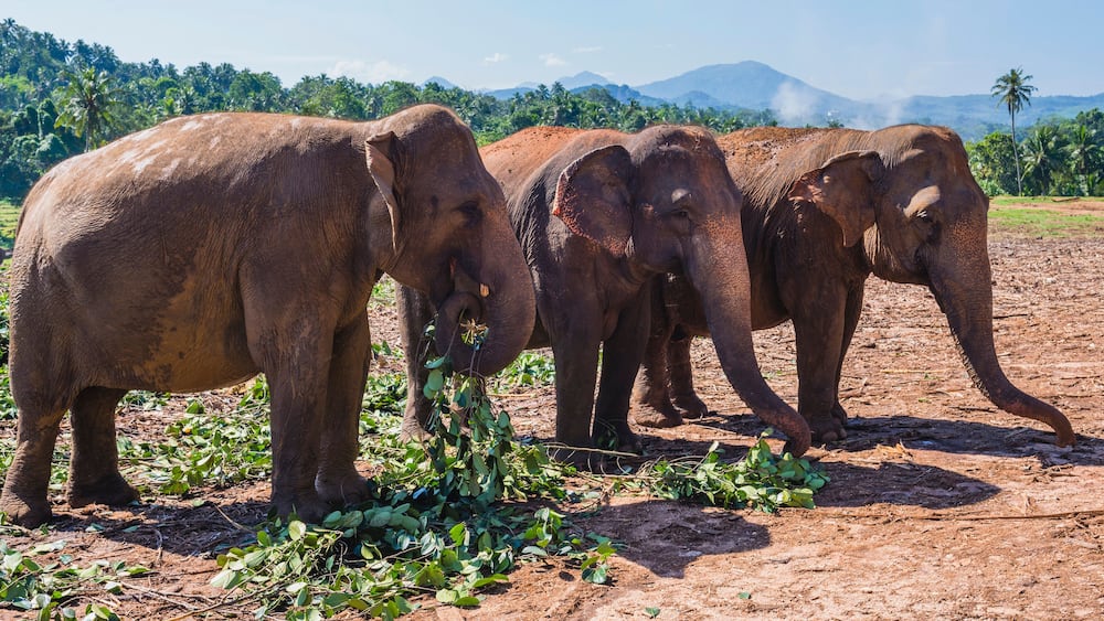 Elephants at Pinnawala Elephant Orphanage, Sri Lanka, Asia