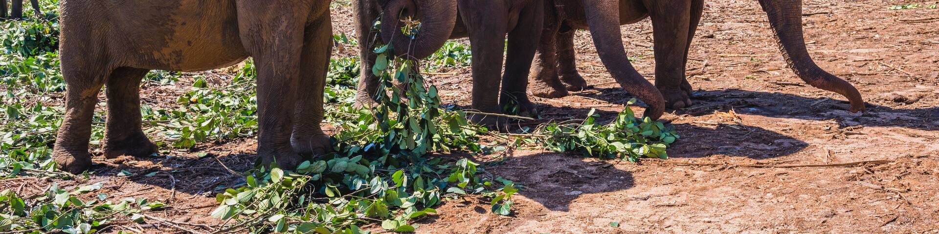 Elephants at Pinnawala Elephant Orphanage, Sri Lanka, Asia